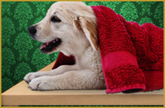 Golden Dog Cat: Especializada em banho e tosa