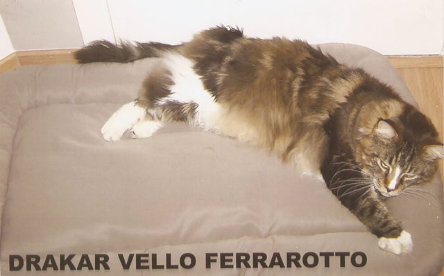 Drakkar Vello Ferraroto