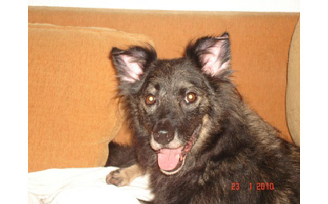 Bono Siqueira